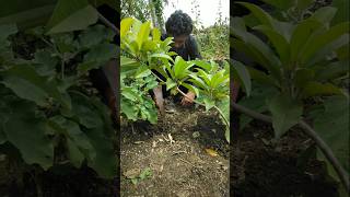 Brinjal plant is irrigated in different ways nature gardening brinjalplant shorts [upl. by Flavia]