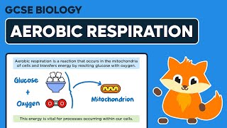 Aerobic Respiration  GCSE Biology [upl. by Magdau]