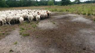 Schapen drijven met border collie [upl. by Dorris]