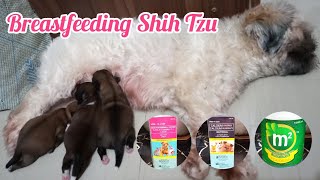 Breastfeeding Shih Tzu Morning Routine With Vitamins [upl. by Ffirahs]