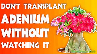 How to Repot Adeniums A Complete StepbyStep Guide  PlantPulse Hub [upl. by Kwan]