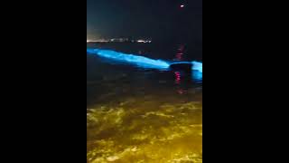 Southern California bioluminescence on ocean waves 1 bioluminescence [upl. by Cyrie121]