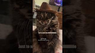 🤠Cowboy Cats 🎥 ivartheincredibleblindcat shorts [upl. by Donela171]