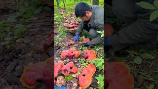 Harvesting Ganoderma Mushrooms  Grow Your Own sonasmr harvest [upl. by Nerak]