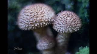 Lensbaby Paddenstoelen [upl. by Benjie]