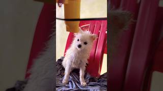 Phanet family My funny puppy shortvideo funny pets shorts [upl. by Roseanne]