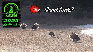 Turkey hunting in the mountains of Washington  Are ladybugs really good luck [upl. by Eilrac]