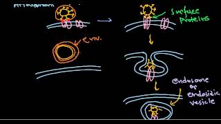 6 Viral pathogenesis step by step process [upl. by Elazaro]