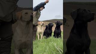 Going going gone Super fast Labrador Retriever Gundog Training Working Dog [upl. by Nbi]