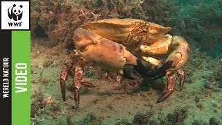 Duik mee en ontdek het grootste natuurgebied van Nederland [upl. by Denni]