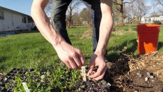 How I make seed starter soil and start plants in BTE woodchips [upl. by Cogswell]