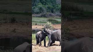 Elephants Play Fight At Tembe [upl. by Eimarrej]