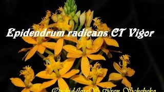 Орхидея Epidendrum radicans CT Vigor  Эпидендрум [upl. by Ainocal]