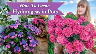 How To Grow Hydrangeas In Pots  Complete Care Guide [upl. by Araihc]