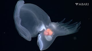 MBARI researchers discover remarkable new swimming sea slug in the deep sea [upl. by Cly]