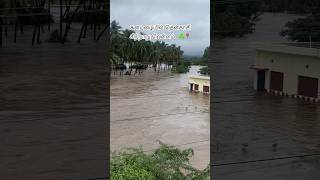 கனமழையில் தென்காசி சிற்றாறு வெள்ளம் ☘️🔥♥️ tenkasi tenkasiflood floods rain kutralam [upl. by Wsan]