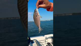 Catching Atlantic Croaker Bottom Fishing [upl. by Trevorr360]