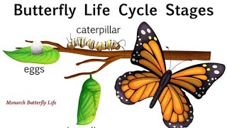 Butterfly Life Cycle Song for kids [upl. by Inanaup]