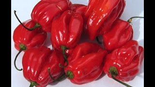 ⟹ Caribbean Red Habanero Pepper Capsicum chinense pepper [upl. by Ahseryt]