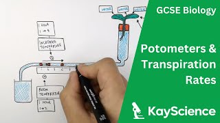 How To Use a Potometer  Biology GCSE  kaysciencecom [upl. by Ellehcal]