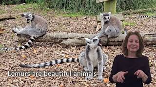 Accessibility Video  Lemurs [upl. by Magena]