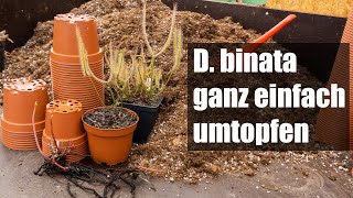 82 Drosera binata umtopfen und vermehren so einfach wird´s gemacht [upl. by Ecnatsnok]