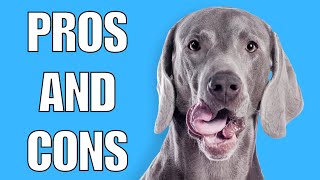 Weimaraner Pros And Cons  Should You REALLY Get A WEIM [upl. by Carpio]