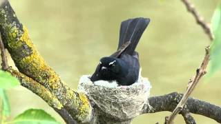 Willie Wagtail singing on nest [upl. by Obocaj]