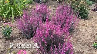 Royal Raspberry Agastache Hyssop [upl. by Terti]