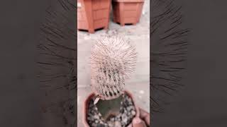 Mammillaria bombycina rareplants cactus succulent shorts [upl. by Nuhsal]