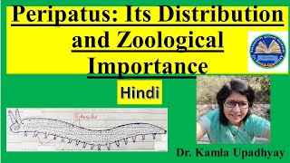 Peripatus Its Distribution Affinities and Zoological Importance Peripatus Peripatus affinities [upl. by Aremahs]