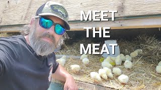 THE INS AND OUTS OF HAVING WHITE ROCK CHICKENS  OFF GRID LIVING AND SURVIVAL PREP CHICKENS MEAT [upl. by Jonas]