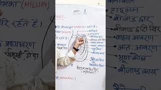 structure of ovule ।। bijand ki sanrachana।। biologyclass12 biology ovule pistil ncert neet [upl. by Nnairek871]