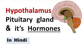 Hypothalamus and Pituitary gland  Chemical coordination  NEET  Gland [upl. by Miki]