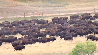 2013 Custer State Park Buffalo Roundup [upl. by Blank]