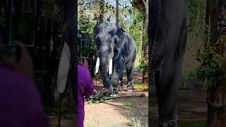 thechikottukavu devidasanതെച്ചികോട്ടുകാവ് ദേവീദാസൻ aana elephant malayalam keralaelephant [upl. by Leahsim659]