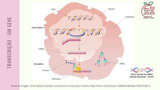 Aula de transcrição e processamento de RNA [upl. by Arannahs]