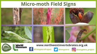 UK Micromoth Field Signs [upl. by Helbonia]