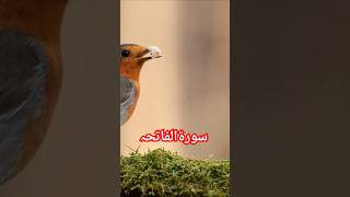 Surat ul fatiha Quran recitation  alquran beautiful voice quranrecitation beautiful quran short [upl. by Laughlin]