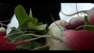 Présentation de la société A lancienne spécialisée dans la livraison de légumes bio [upl. by Atis825]