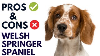 Welsh Springer Spaniel Dog Pros and Cons  Welsh Springer Spaniel Advantages and Disadvantages [upl. by Keung]