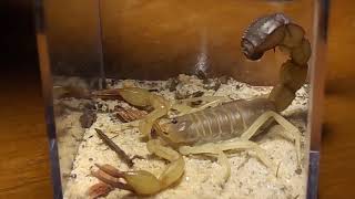 Setting up Androctonus australis enclosure Fat tail scorpion [upl. by Yim]