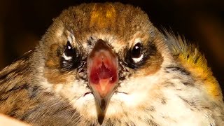 Yellow rumped warbler call  sound cute close ups  Song bird [upl. by Ireg]