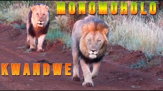 MONOMOHOLO amp KWANDWE Lion Coalition  Infamous Iron Kings Of Madikwe´s Rhulani [upl. by Jephum962]