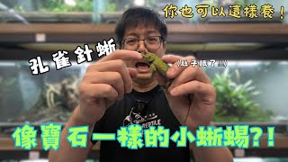 【你也可以這樣養】 快Hold不住啦吃手指維生的小蜥蜴孔雀針蜥Sceloporus malachiticus｜爬爬食堂 [upl. by Jay]