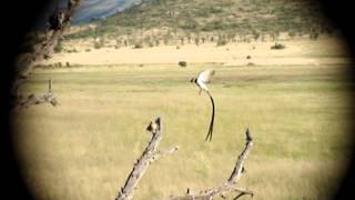 Pin tailed whydah showing off for a female  Pilanesberg National Park South Africa [upl. by Vasiliki175]