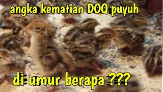 di umur berapa DOQ sering mati [upl. by Oryaj]