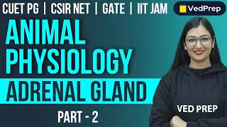 Animal Physiology  Adrenal Gland  CUET PGCSIR NETGATEIIT JAM  Part2  VedPrep Biology Academy [upl. by Sells34]