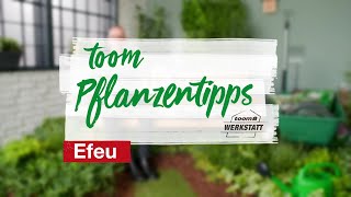 toom Pflanzentipps – Efeu  toom Baumarkt [upl. by Nereus]