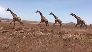 Herd of giraffes running in Tanzania Africa [upl. by Larina]